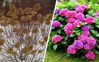 Как защитить гортензию на зиму? Сделайте эту процедуру осенью — и кусты порадуют небывалым цветением — Полезно