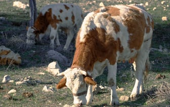 Прошедший январь стал самым теплым за всю историю наблюдений Белгидромета