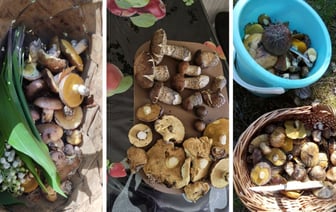 Открытие сезона летних грибов в Беларуси