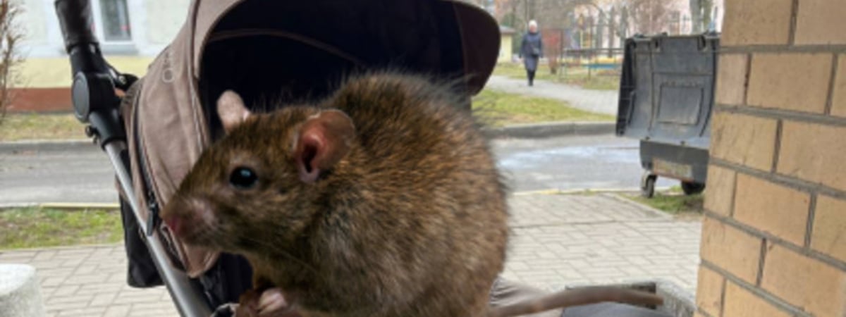 В Солигорске женщина нашла в детской коляске большую крысу. Она полчаса была на ножках дочери