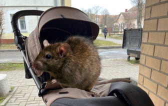 В Солигорске женщина нашла в детской коляске большую крысу. Она полчаса была на ножках дочери