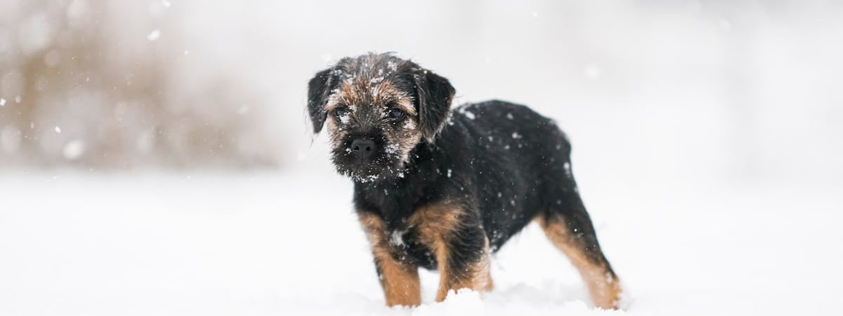 Восточная граница Финляндии останется закрытой на неопределенный срок