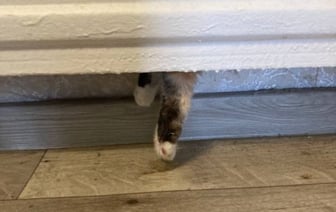 В Березе в батарее отопления застряла кошка