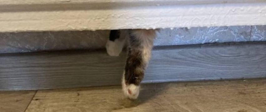 В Березе в батарее отопления застряла кошка