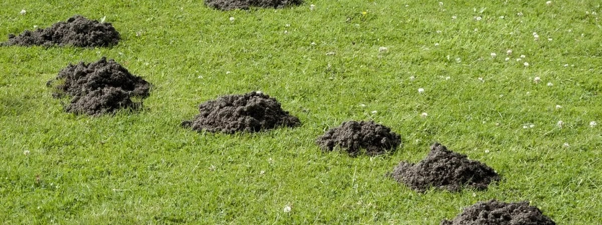 Что делать с землей от кротовых норок? Вот почему это настоящее «черное золото» для огорода и не только — Полезно