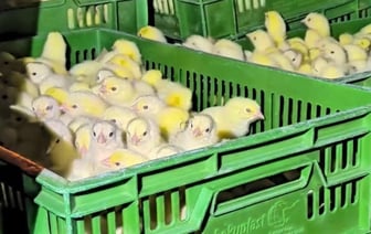 Кража цыплят на птицефабрике в Шклове