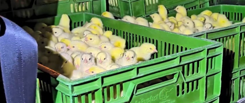 Кража цыплят на птицефабрике в Шклове