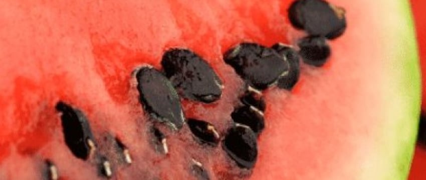 Будет ли воспаление аппендицита, если глотать арбузные косточки? Объясняют белорусские специалисты