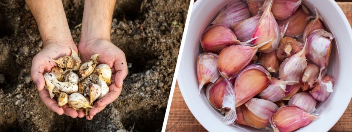 Зачем озимому чесноку перед посадкой «ванна»? Вот в чём замочить, чтобы получить богатый урожай ранней весной — Полезно