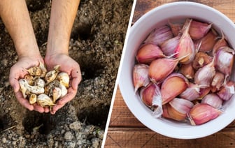 Зачем озимому чесноку перед посадкой «ванна»? Вот в чём замочить, чтобы получить богатый урожай ранней весной — Полезно