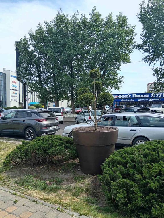 В Бресте установлены новые модули с растениями топиарных форм: ель канадская и туя западная