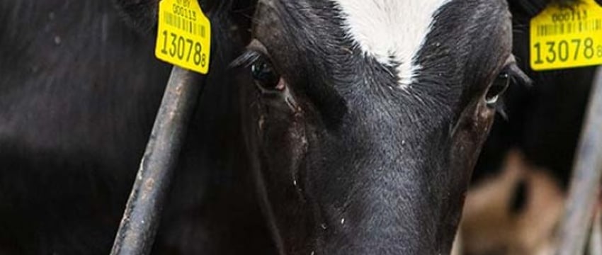 В Брестском районе бухгалтера подозревают в сокрытии падежа КРС