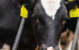 Трое работников сельхозпредприятия в Брестском районе скрыли падеж 27 голов крупного рогатого скота