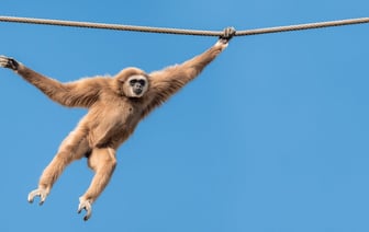 Одна обезьяна отключила электричество на всей Шри-Ланке