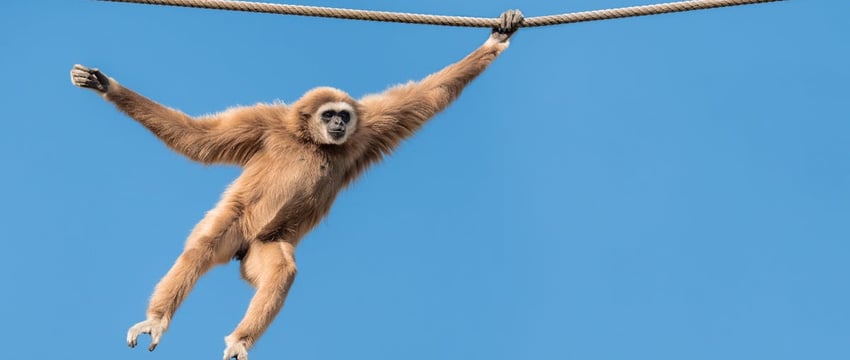 Одна обезьяна отключила электричество на всей Шри-Ланке