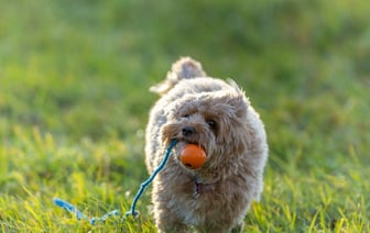 Туристическая подводная лодка затонула в Египте