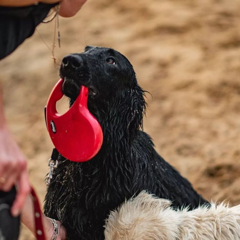 Бывшая завмаг разводит собак редкой породы. Зачем ей это?