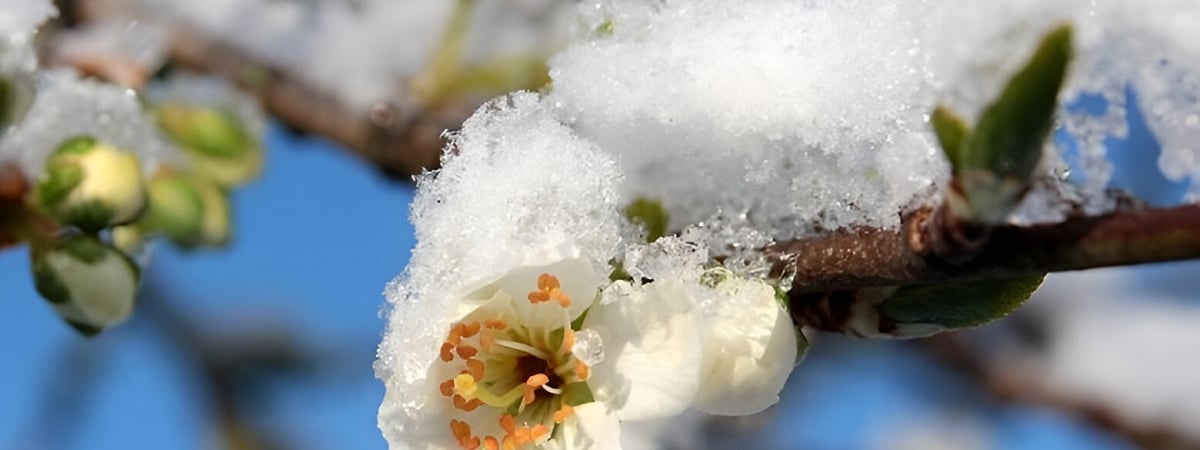 Как белорусам защитить цветущий сад от весенних заморозков? Вот чем поможет прошлогодняя листва — Полезно