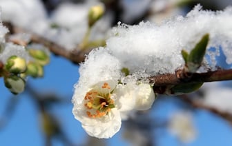 Как белорусам защитить цветущий сад от весенних заморозков? Вот чем поможет прошлогодняя листва — Полезно