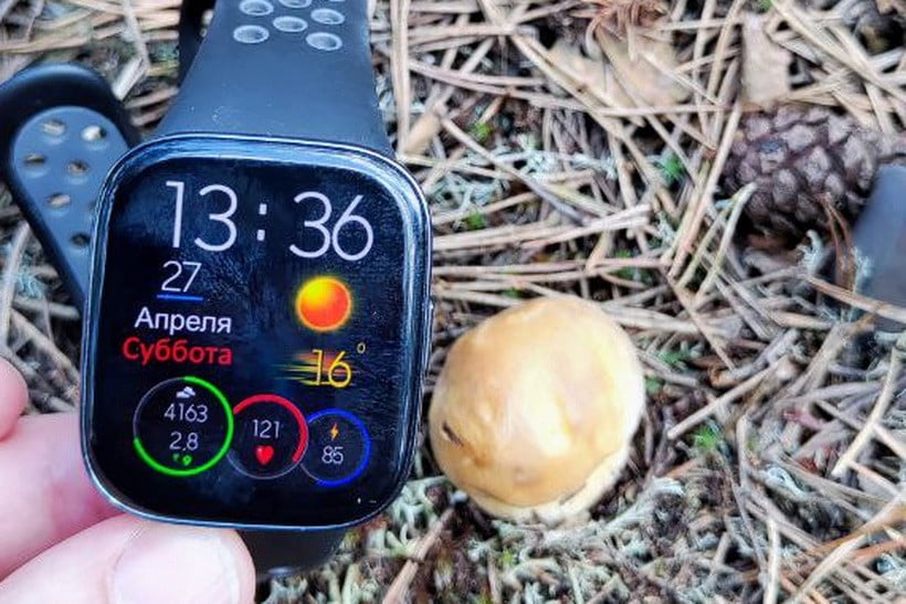 Маслята, подберезовики, боровик... Белорусские грибы рванули слишком рано