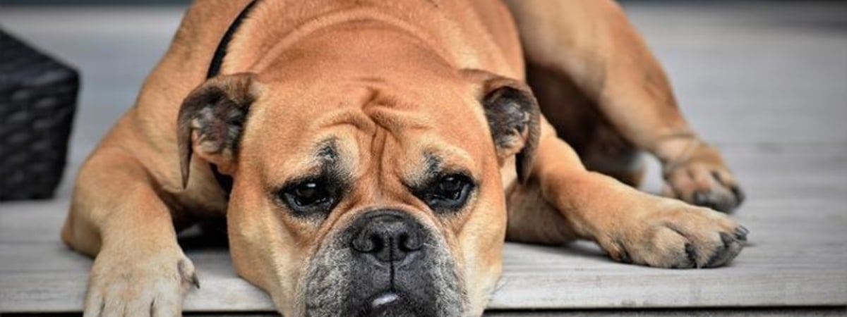 Ученые разработали ИИ, который анализирует фотографии животных и определяет признаки боли, стресса и заболеваний