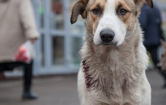 Как в Пинском районе решают проблему безнадзорных животных