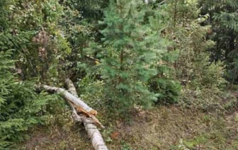 В Барановичском районе мужчину насмерть придавило деревом