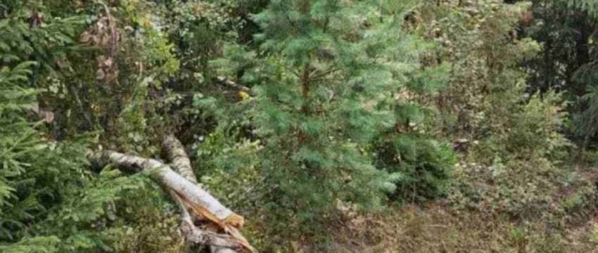 В Барановичском районе мужчину насмерть придавило деревом