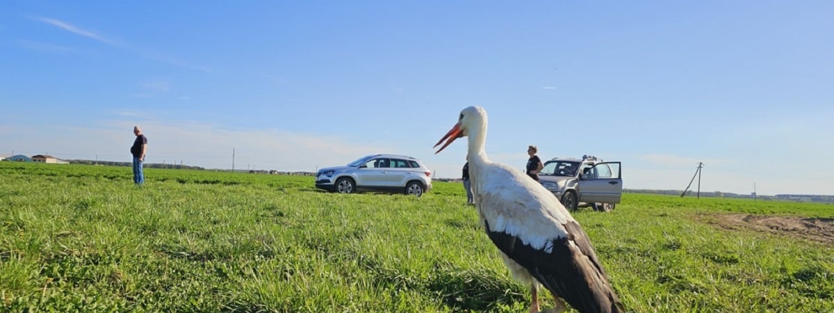 «Смотреть можно бесконечно!» — Брестчанин поделился видео «самого потрясающего интервью» с аистом — Видео