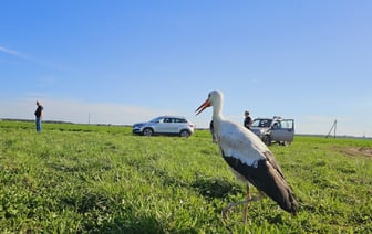 «Смотреть можно бесконечно!» — Брестчанин поделился видео «самого потрясающего интервью» с аистом — Видео