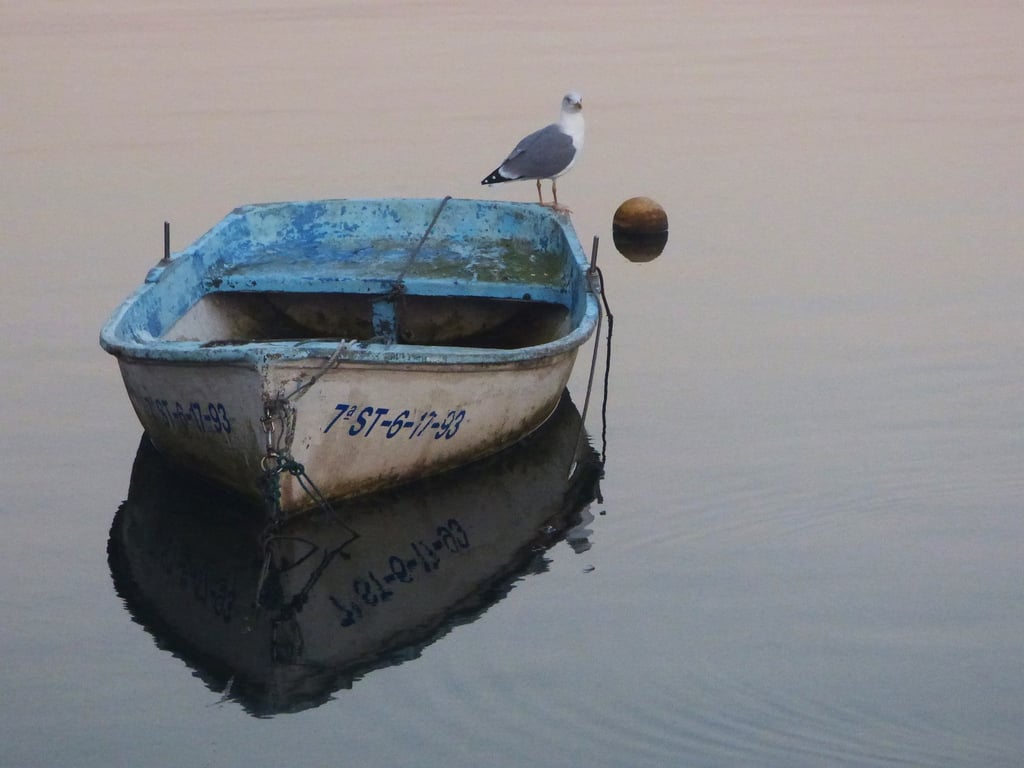 Чайка сидит на борту лодки. Рыбалка. Фото puxabay.com