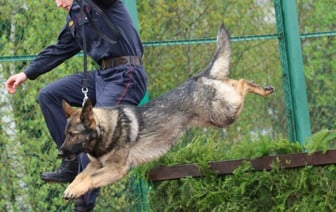 Триумфом брестчан завершились соревнования кинологов
