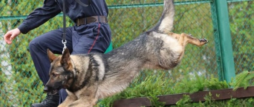 Триумфом брестчан завершились соревнования кинологов