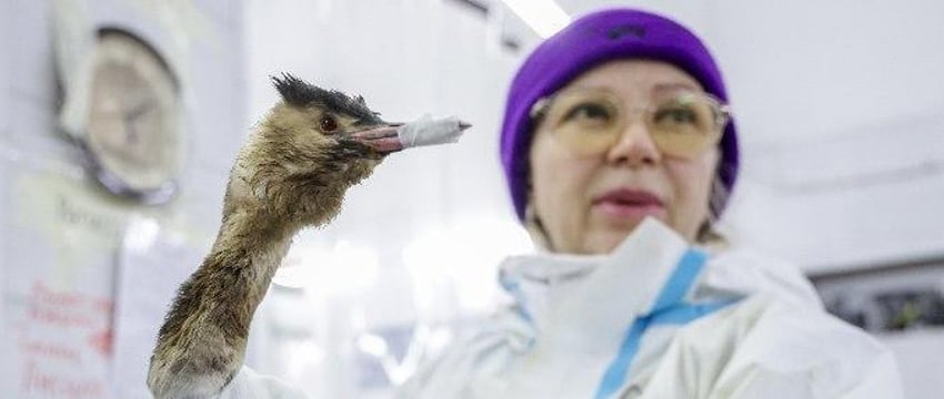 Почти 1,5 тысячи птиц спасли в Анапе и Темрюкском районе от мазута