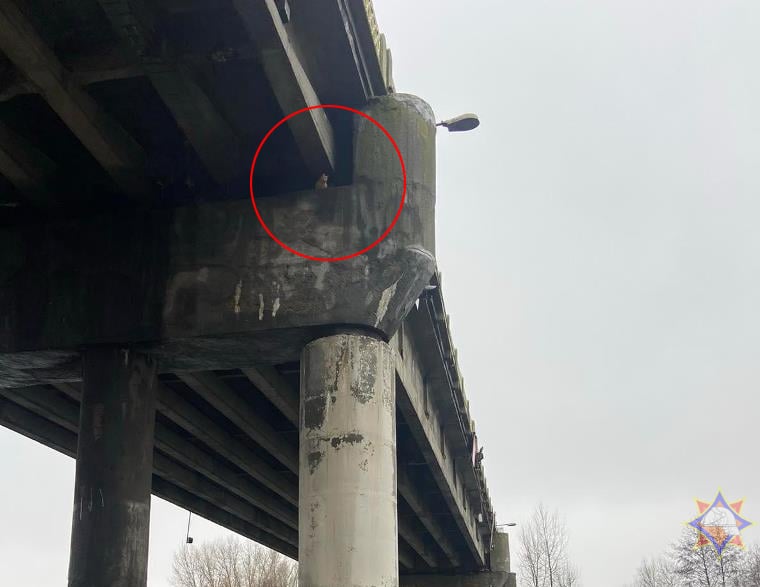 В Бресте кот забрался на опору моста
