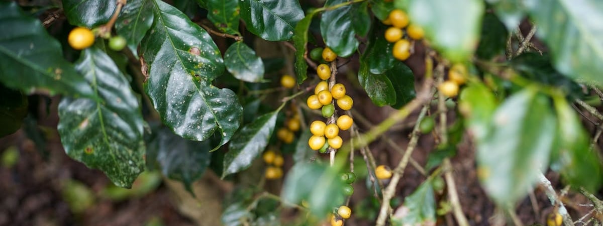 Цены на сельхозпродукцию в ЕАЭС увеличились в 2024 году на 6,4%