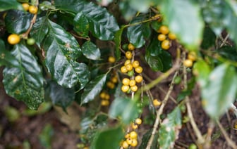 Цены на сельхозпродукцию в ЕАЭС увеличились в 2024 году на 6,4%