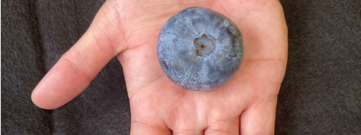 В Австралии вырастили самую большую в мире чернику. Сколько весит? — Фото