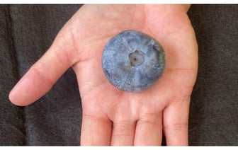 В Австралии вырастили самую большую в мире чернику. Сколько весит? — Фото