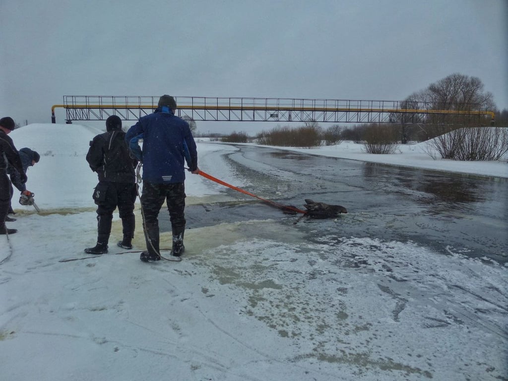 В Гомельской области спасли лосиху