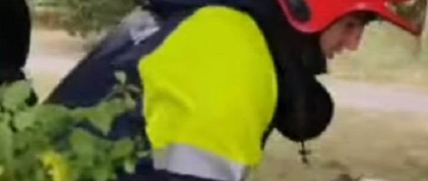 В Бресте спасатели помогли котенку, который упал в коллектор