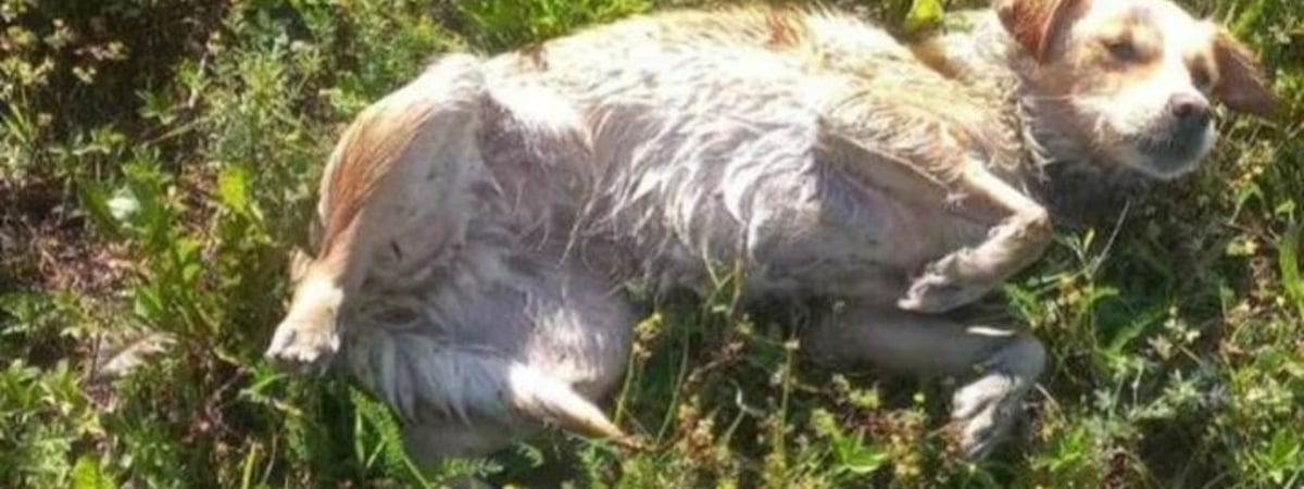 В Сморгони спасатели достали из воды обессиленную собаку. Рядом с ней нашли мешок