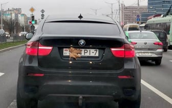 Как наказывают за скрытые номерные знаки автомобиля