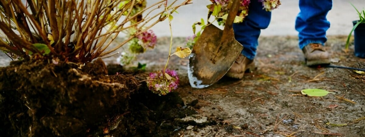 Как пересадить гортензию в сентябре? Вот на каком месте куст начнёт цвести обильнее — Полезно