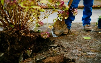 Как пересадить гортензию в сентябре? Вот на каком месте куст начнёт цвести обильнее — Полезно