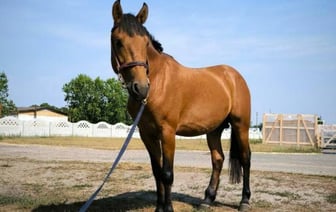 Президенту подарили двоих лошадей полесской породы