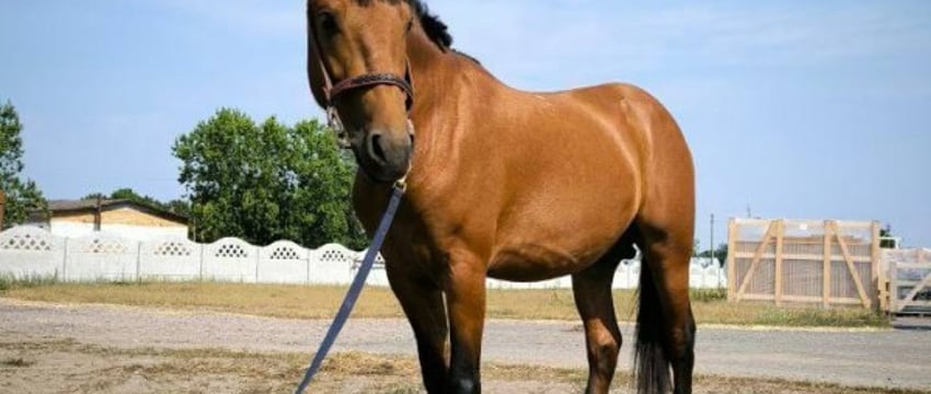 Президенту подарили двоих лошадей полесской породы