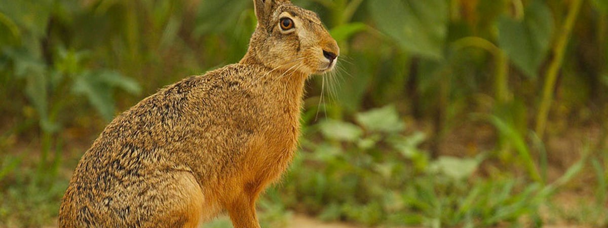 В Беларуси стартует сезон охоты на пушных животных