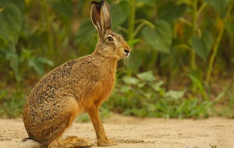 В Беларуси стартует сезон охоты на пушных животных