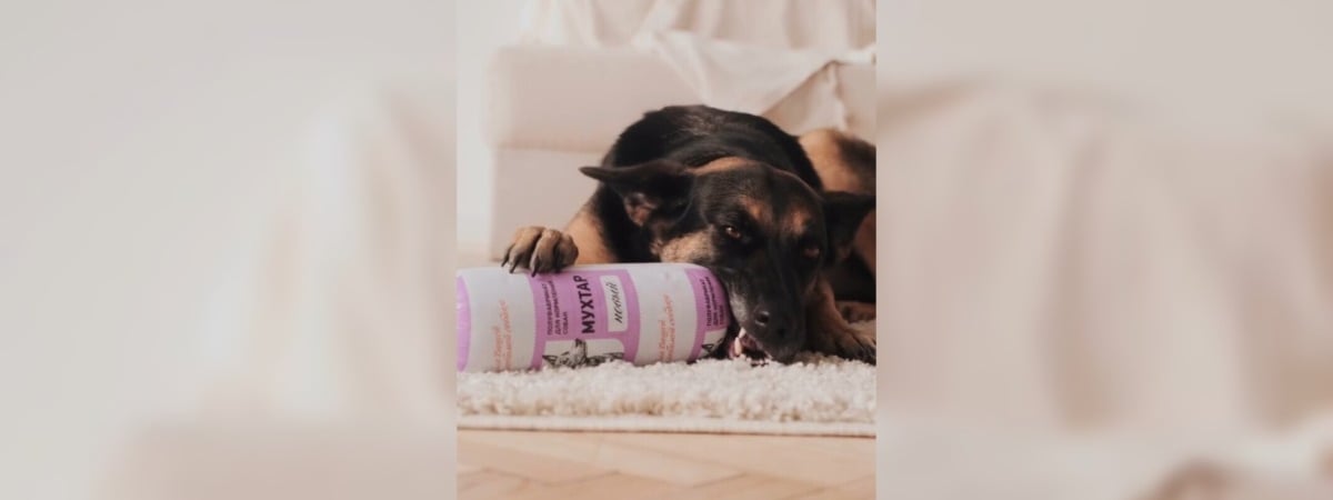 Волковысский мясокомбинат выпустил колбасу для собак. С какими вкусами?